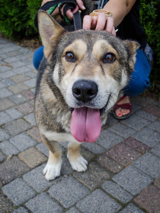 Benji - zostań jego przyjacielem