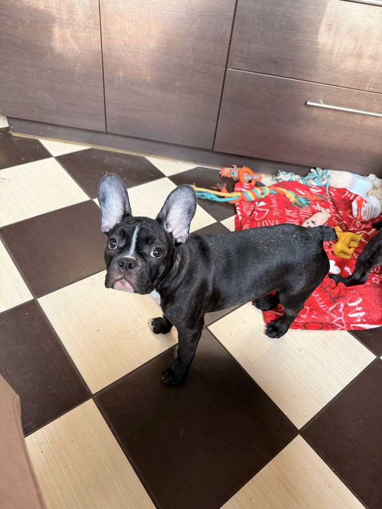 Buldog francuski