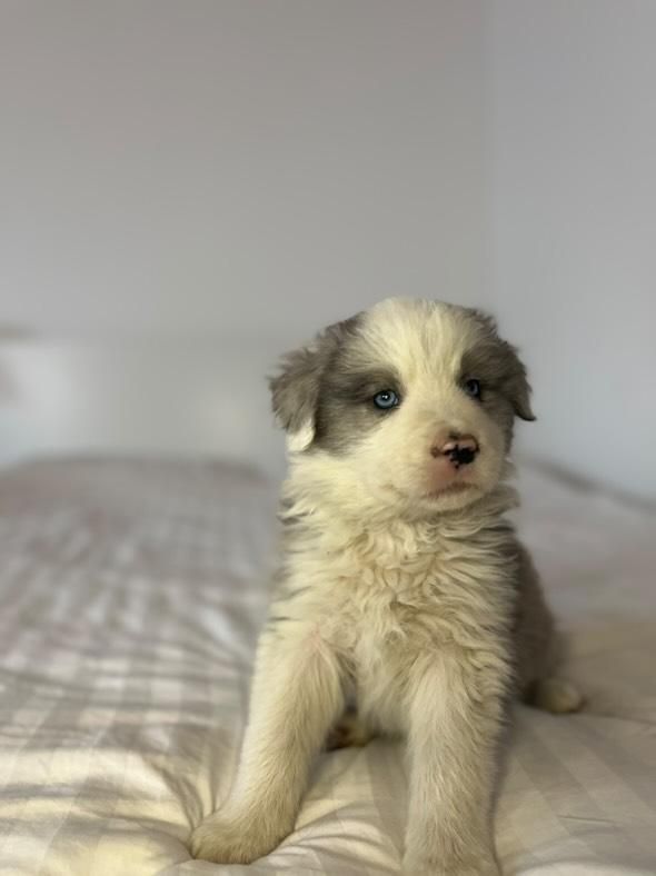 Border Collie FCI Blue Merle piesek GOTOWY DO ODBIORU