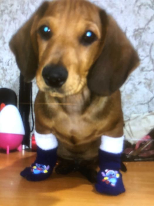 Продам таксу 4 місяця з щепленнями