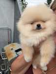 Szpic miniaturowy Pomeranian FCI zkwp suczka