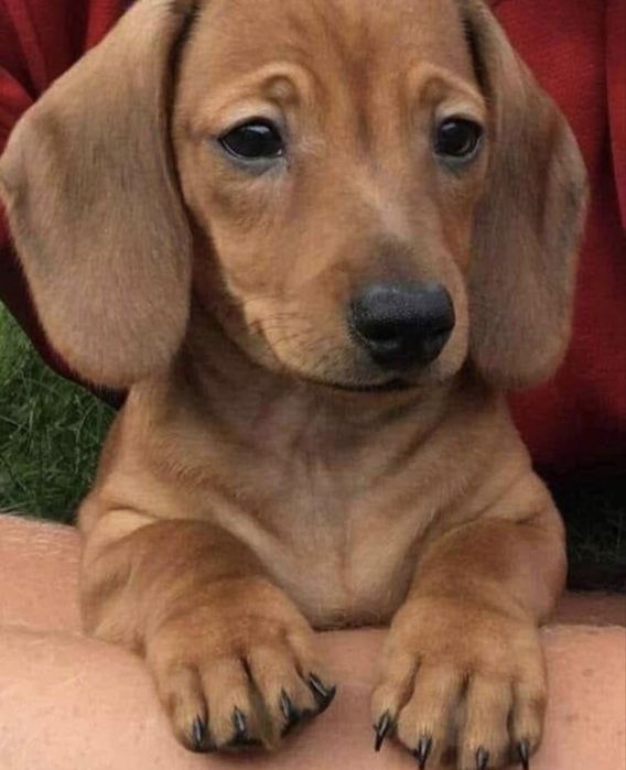 Teckel miniatura menina