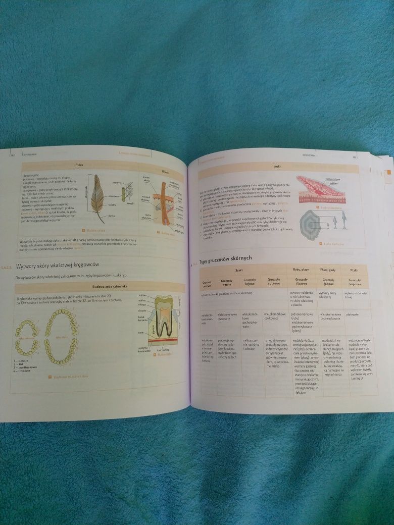 Repetytorium maturalne Biologia poziom podstawowy i rozszerzony