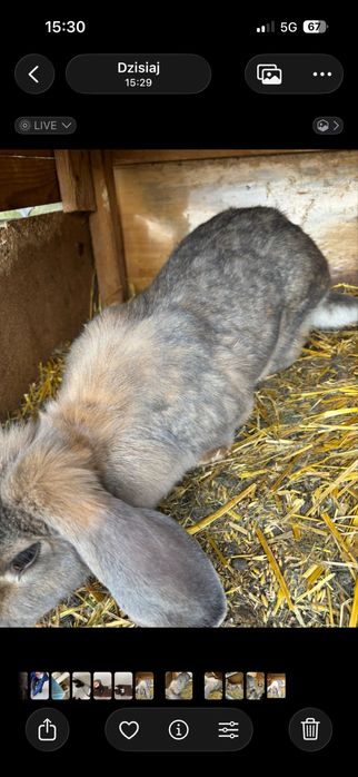 Królik rasy baran francuzki