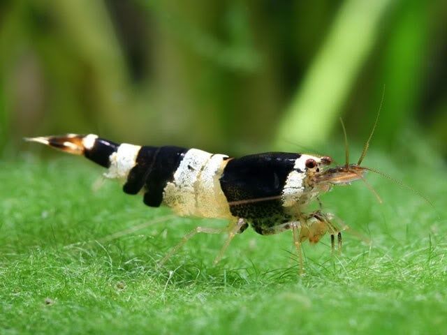 Camarão Caridina CBS