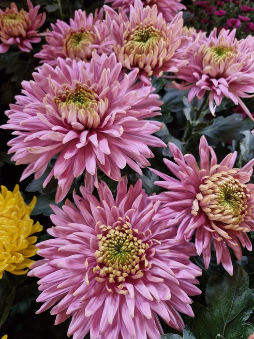 Chryzantemy na wszystkich świętych, chryzantema w doniczce