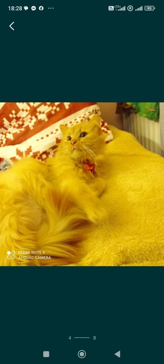 Kotek syberyjski