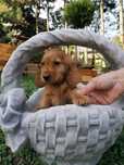 Cocker spaniel suczka