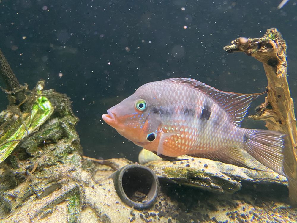 Ciclideo Boca de Fogo (Thorichthys meeki)