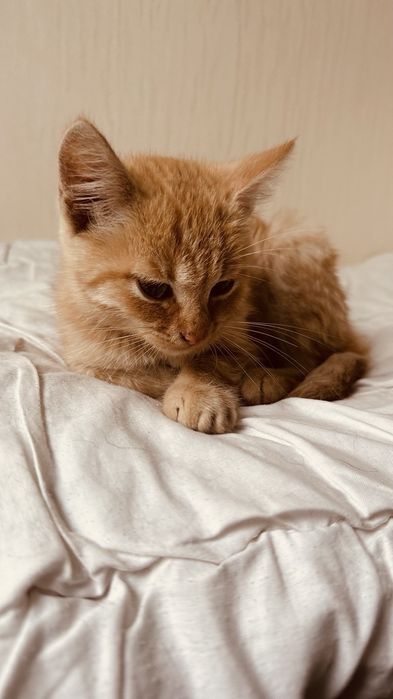 Віддам в добрі руки кошеня