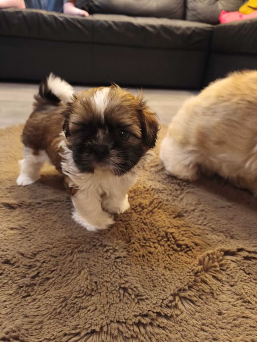 Piesek SHIH TZU samiec