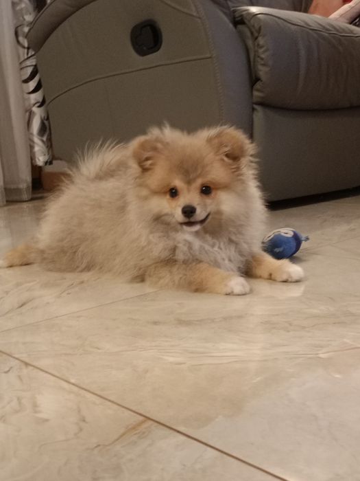 Szpic miniaturowy pomeranian