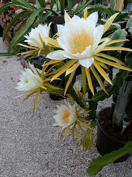 Estacas de Pitaya / Dragon Fruit / Fruta do Dragão