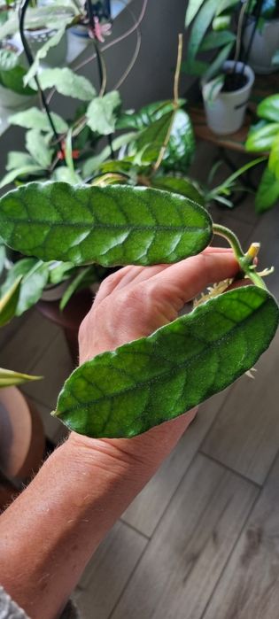Hoya Welsh Mountian Zoo i Globulosa ZESTAW
