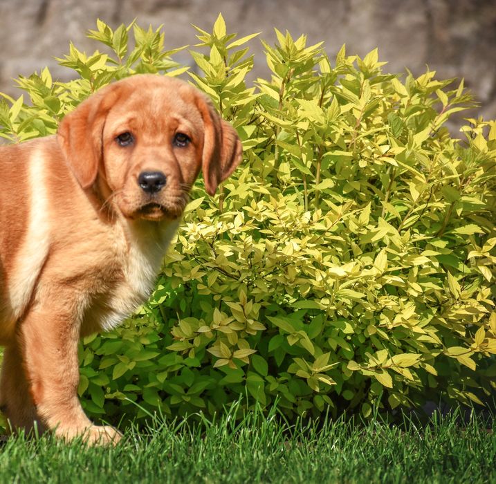 Лабрадор ексклюзив