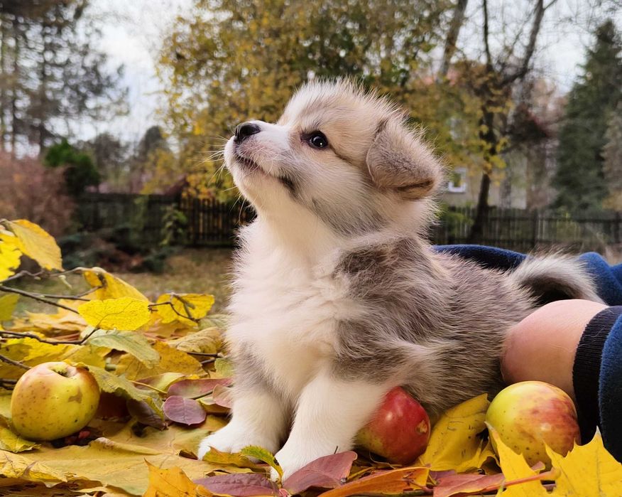 Welsh Corgi Pembroke piesek ZKwP/FCI