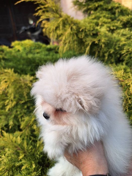 Szpic miniaturowy pomeranian