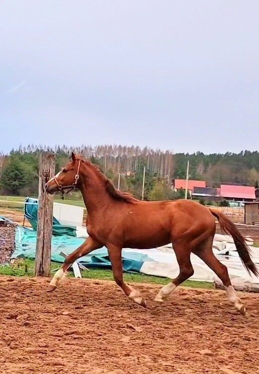 TUV - Konie - sport, rekreacja, hodowla