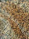 Gorczyca Facelia mix poplon miododajne