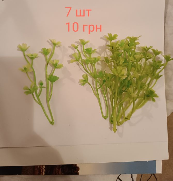 Декоративна зелень