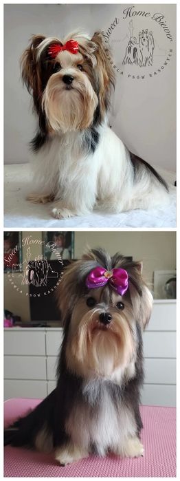 Yorkshire terrier Byron, york