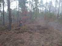 Limpeza de terrenos/ Lenha seca