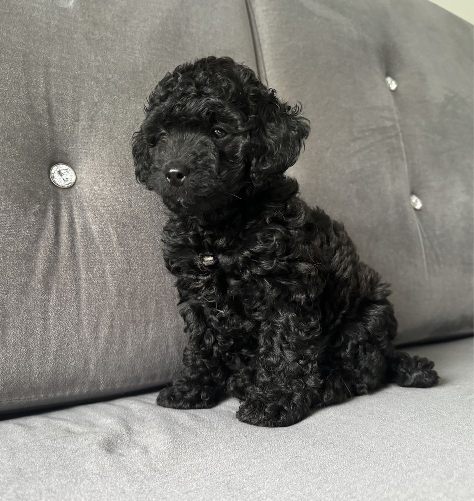 Suczka cockapoo f1b