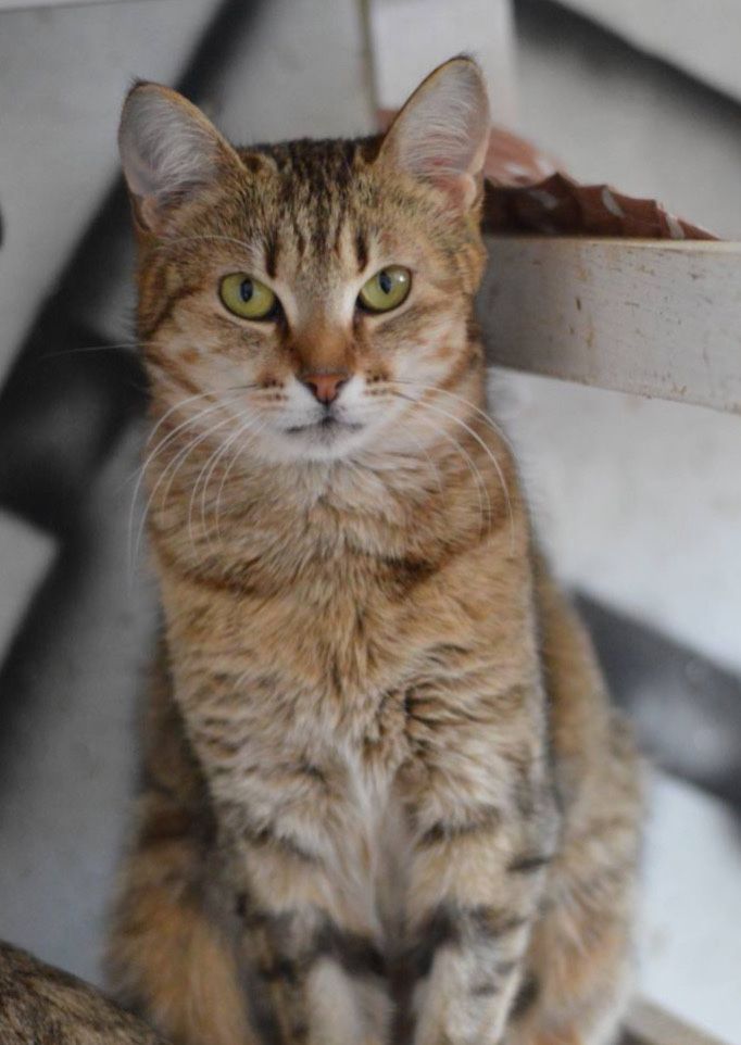 Афина, кошка красивенная 3 года, необычная