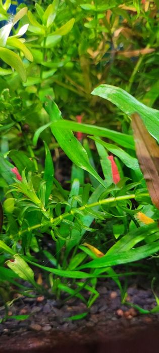 Sprzedam krewetki  czerwone super wybarwione