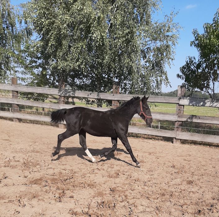 Klaczka śląska kara z 2025