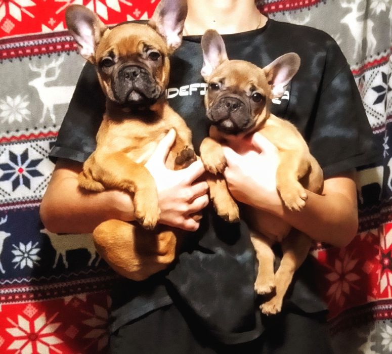 Продам двух цуценя Французького бульдога