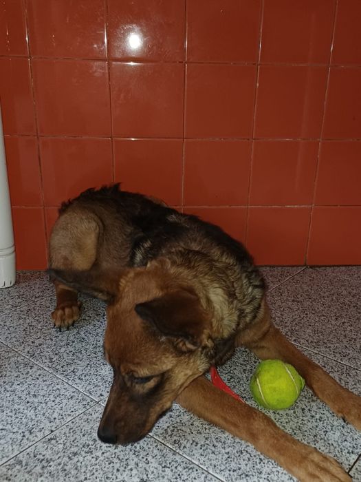 Nina, cadelinha com 6 meses para adoção responsável