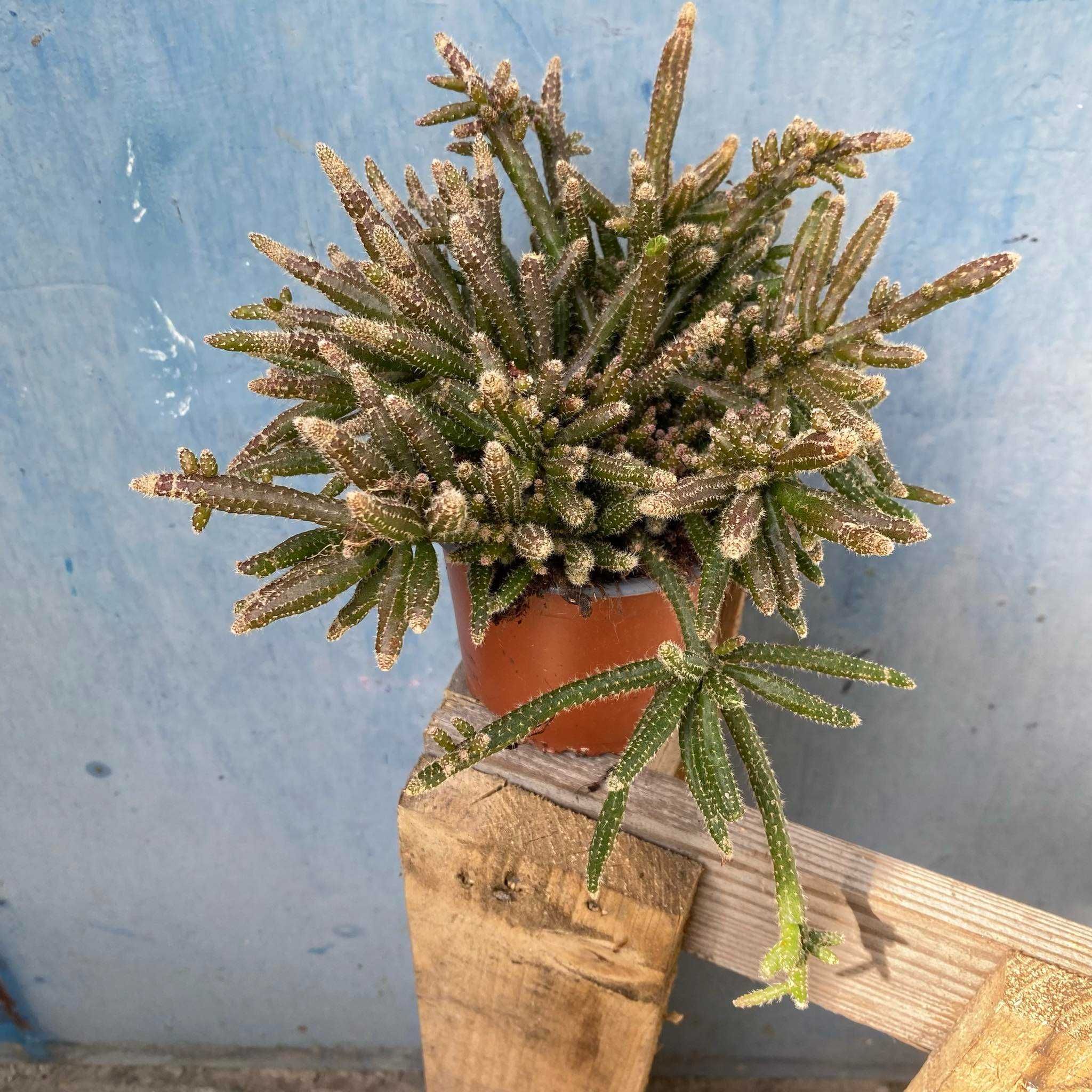 Rhipsalis Horrida patyczak