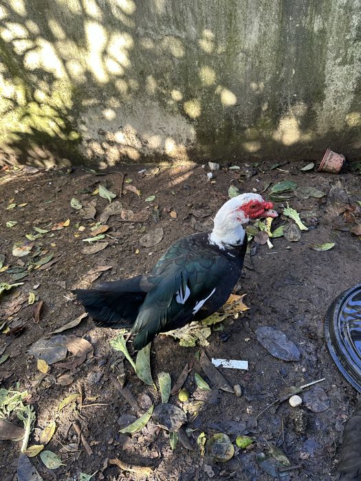 Pato adulto para mudar de morada