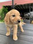 Amani złota sunia golden retriever