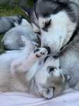 Piekna jasna sunia Husky