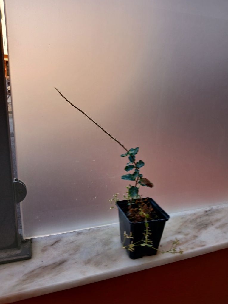 Mudas e para bonsai
