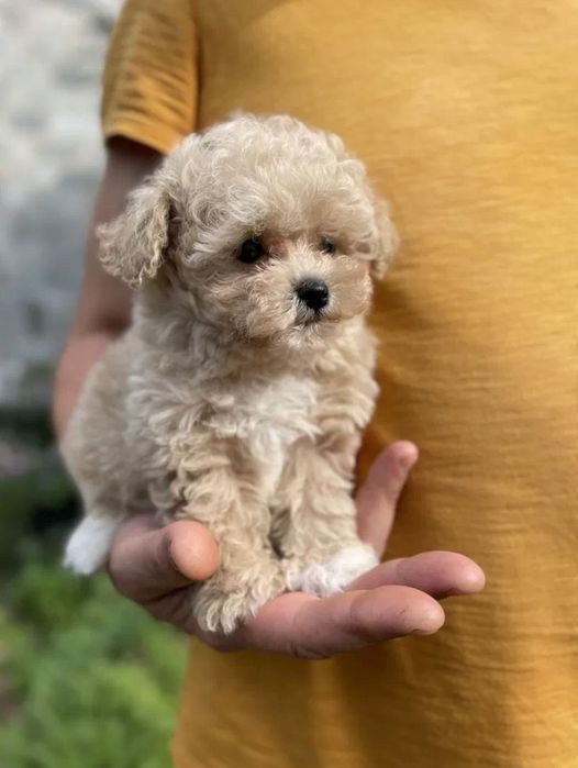 Maltipoo Maltańczyk +pudel toy red Brown chłopiec