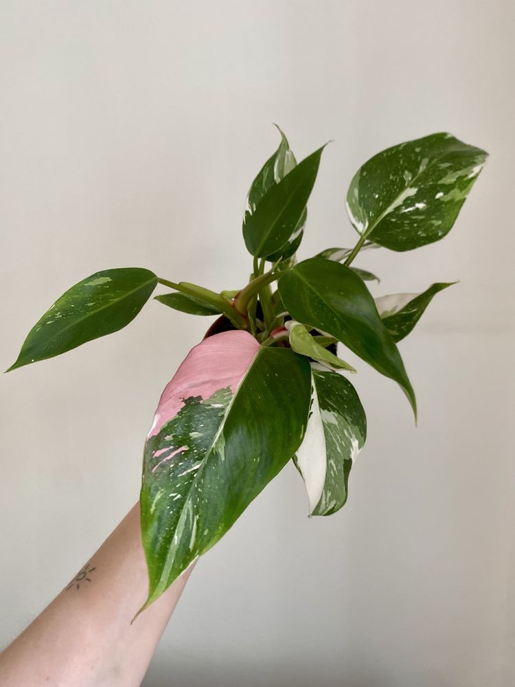 Philodendron pink&white w jednym