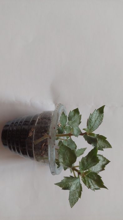 Ахіменес ахименес махровый яркий с бутонами