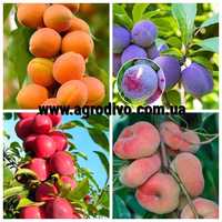 Саженцы элитных сортов груш, яблонь, сливы, персика, абрикосы и другие