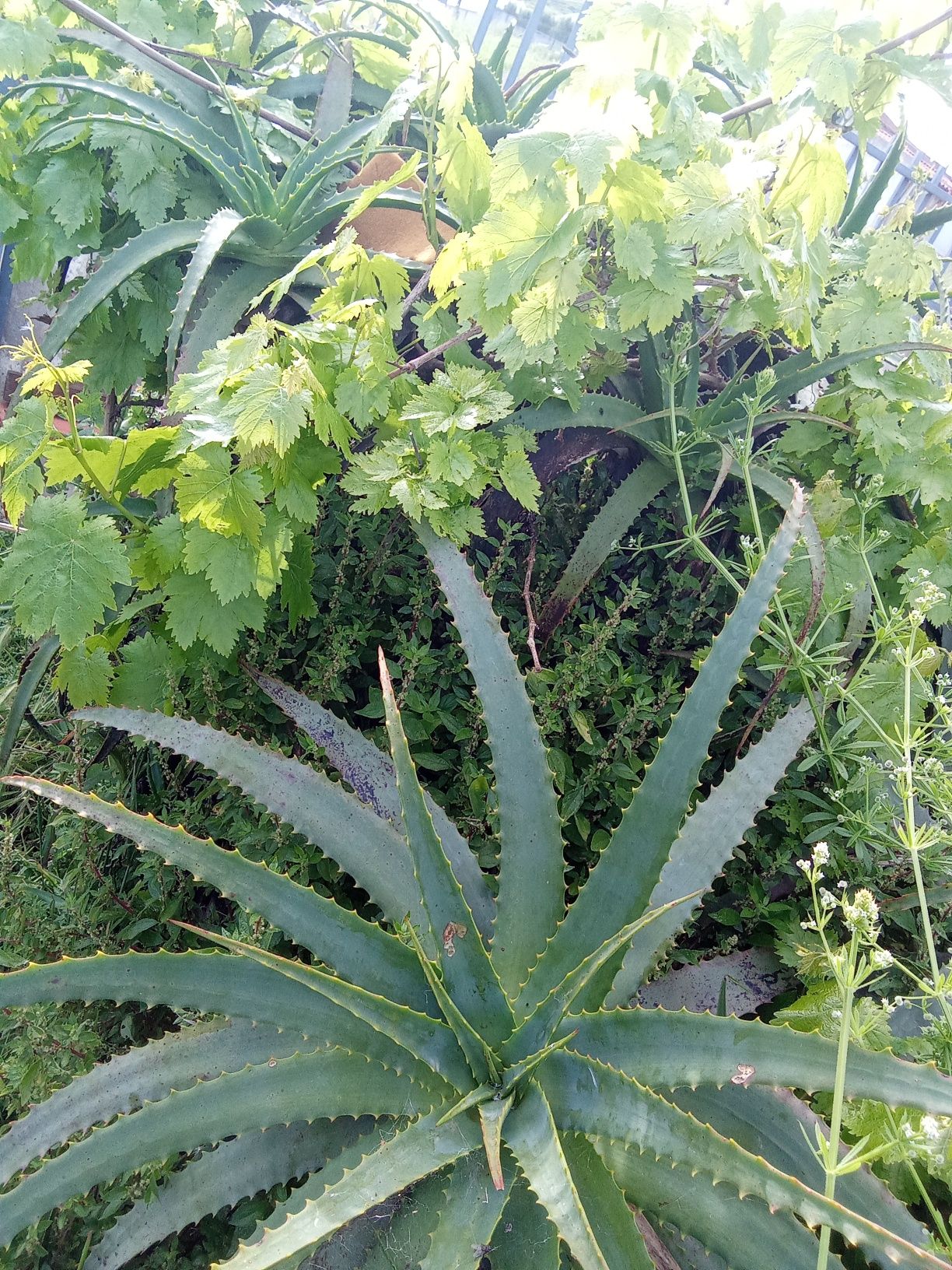 Folhas de aloe vera