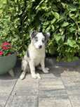 Border Collie SUNIA
