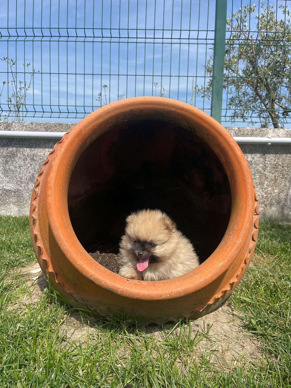 lulu pomerânia (2kg adulto)com lop