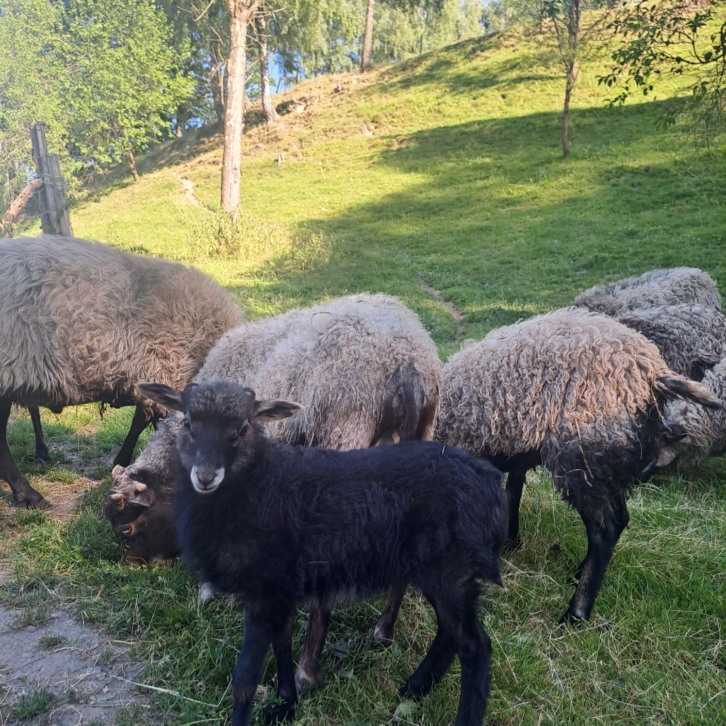 Wrzosowka ekologiczne kosiarki