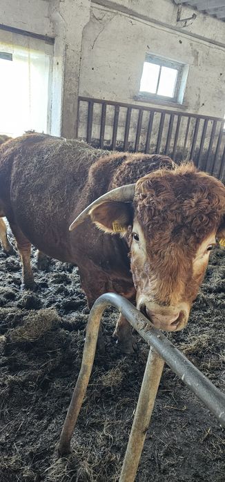 Sprzedam byka rasy limousine