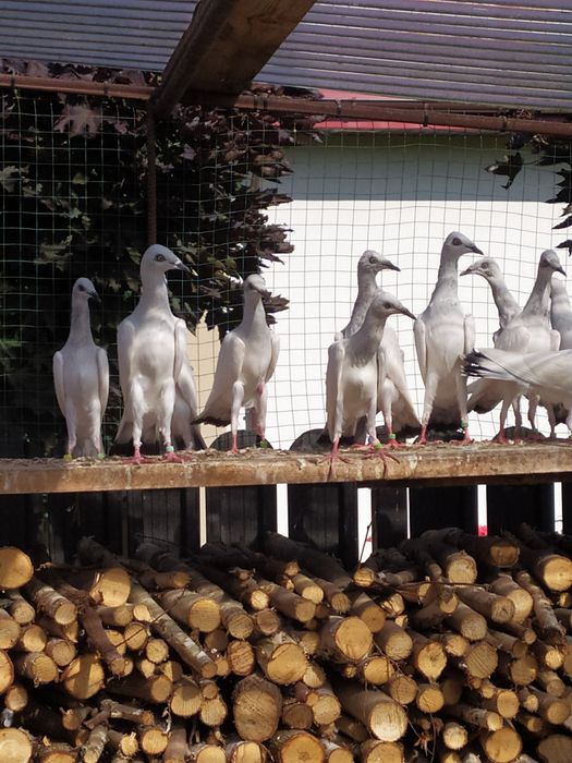 Gołębie srebrniaki