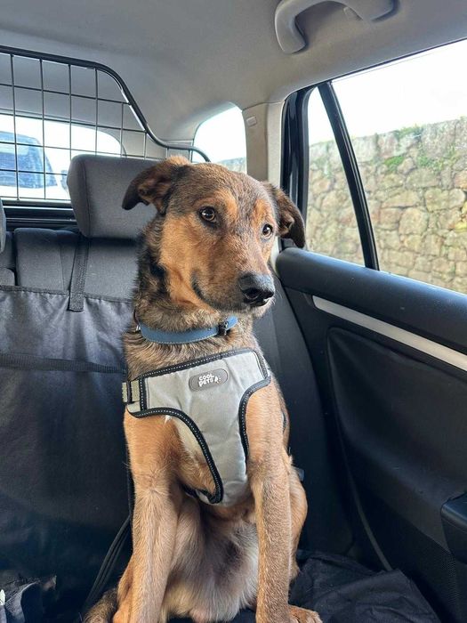 Cão jovem para adoção responsável