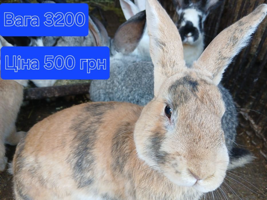 Кролики самці на плем'я