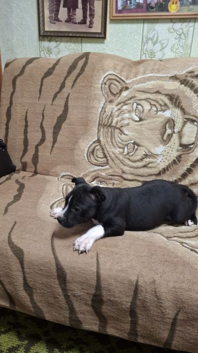 Чёрная девочка Ам стаф терьер.